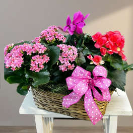 Pink flowering plants in a wicker basket with a polka-dot ribbon