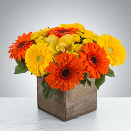 Bright orange and yellow gerbera daisies with yellow blooms in a rustic wooden cube vase.