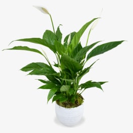Potted green peace lily plant with white blooms in a textured white pot
