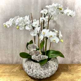 White orchid arrangement in a textured stone planter