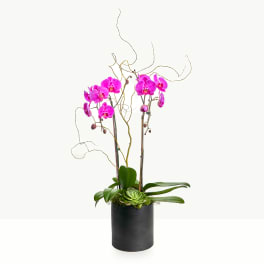 Pink orchids in a black cylindrical pot with a succulent accent