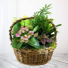 Pink flowering plant arrangement in a wicker basket