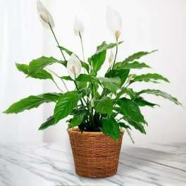 White peace lily plant in a woven basket planter