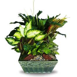 Dish garden planter LG3 (DL)