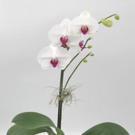 Phalaenopsis Orchid1 (DL)