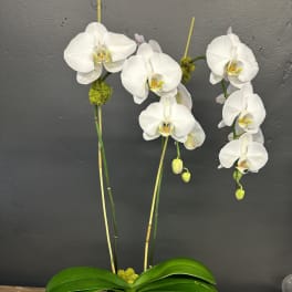 White orchids in a square white pot with bright green moss