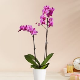 Pink orchid plant in a white pot on a table