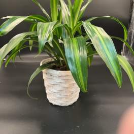Potted green dracaena plant in a white woven basket