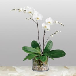 Royal Elegance – White Orchid Arrangement