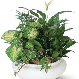 Mixed green houseplants arranged in a white bowl planter