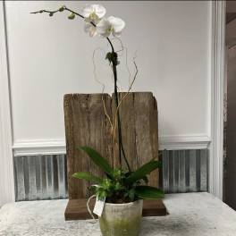 White orchid arrangement in a green ceramic pot with a rustic wood backdrop