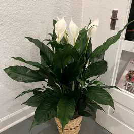 Tall peace lily plant with white blooms in a woven basket on a gray floor