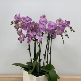 Pink-purple orchids in a white rectangular planter