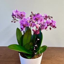 Pink-purple orchids in a white pot on a wooden table