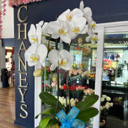White orchid plant in a pot with a blue ribbon