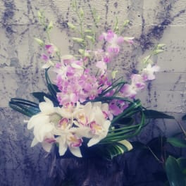 Whimisical Orchids