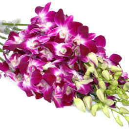 Fresh Cut Orchids Dendrobium Purple Bom Sonia