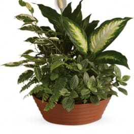 Mixed green houseplant arrangement in a terracotta bowl planter