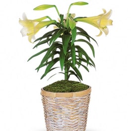 Potted lily plant with pale yellow blooms in a woven basket