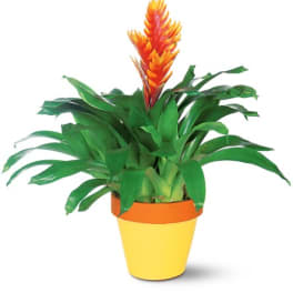 Potted tropical plant with orange flower spike in a yellow pot