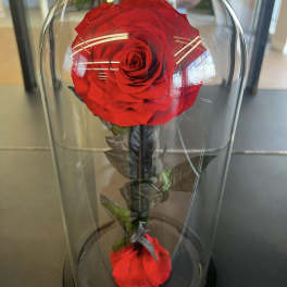 Single red rose under a clear glass dome