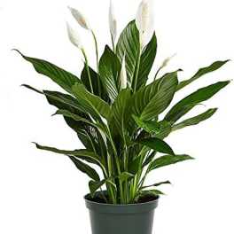 Potted peace lily plant with white blooms