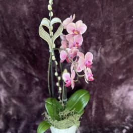Pink orchid arrangement in a white pot with a decorative heart accent
