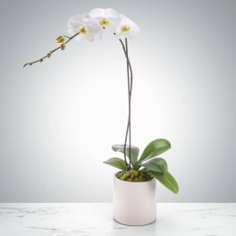 Single Stem Orchid by BloomNation™