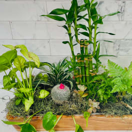 Mixed potted plants and succulents arranged in a wooden planter box