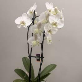 White orchid plant in a pale green pot on a wooden table