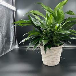 Peace Lily