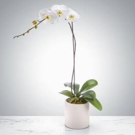 White orchid plant in a white pot with moss