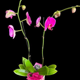 Potted pink orchids with a bright ribbon bow