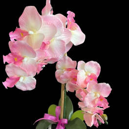 Pink orchid arrangement in a white pot with a ribbon