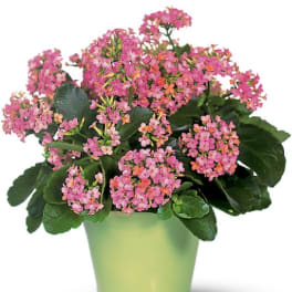 Pink flowering plant in a light green pot