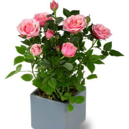 Pink rose plant in a square gray pot