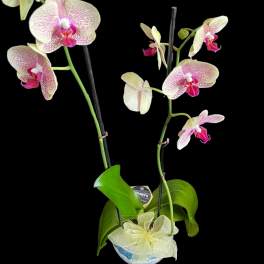 Potted orchid plant with pink-speckled blooms and a sheer ribbon bow