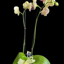 Potted orchid plant with pale blooms and a sheer ribbon bow