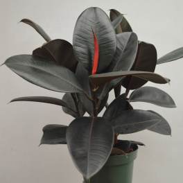 Potted rubber plant with large dark green leaves and red new growth