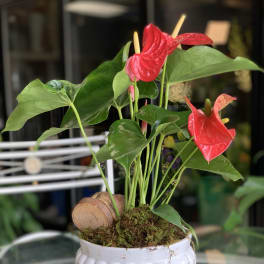 Anthurium Indoor Plant
