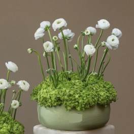 White ranunculus in a pale green bowl with bright green hydrangea