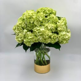 Green hydrangea bouquet in a clear glass vase with a gold wrap