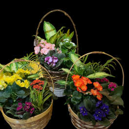 Three wicker baskets of potted flowering plants on a black background
