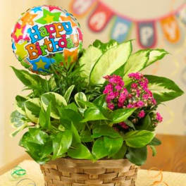 Happy Birthday Blooming Dish Garden