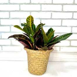 Croton Plant