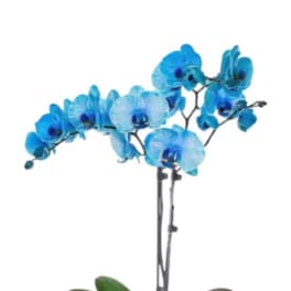 Orchid Blue