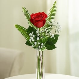 Love's Embrace Roses - Red