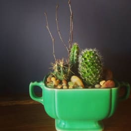Small cactus arrangement in a green ceramic planter with pebbles