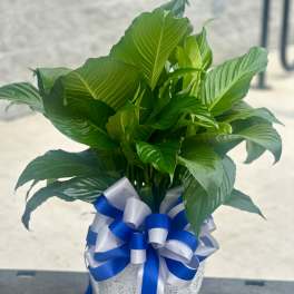 Potted green plant in a white decorative container with blue and white ribbon