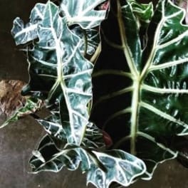 Potted plant with large dark green and white veined leaves